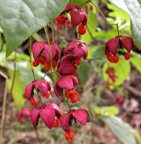 Benved sachalinensis